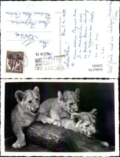 329985,Foto Ak Löwen Löwenjungen Baumstamm