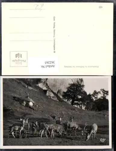 362265,Foto Ak Hirschgarten in Hellbrunn b. Salzburg Tierpark Tiere Jagd pub Cosy-Verlag 420
