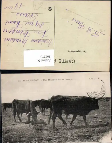 362270,Tiere En Prouvenco Uno Manado de biou en Camargo Rinder Oschen
