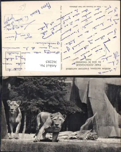 362285,Tiere Löwen Parc Zoologique Du Bois de Vincennes Paris Lion Zoo