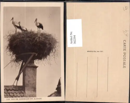 362294,Tiere Störche Nest a. Rauchfang Schornstein Alsace Nid de Cigognes