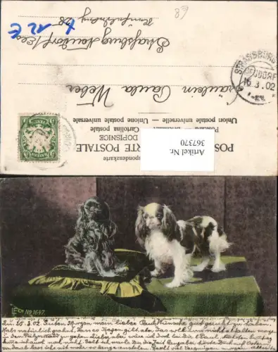 367370,Tiere Hunde Pekingese