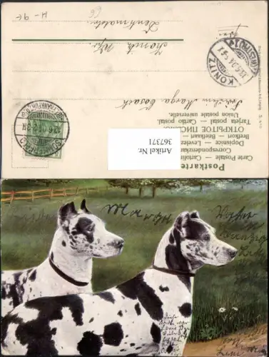 367371,Tiere 2 Hunde m. Flecken