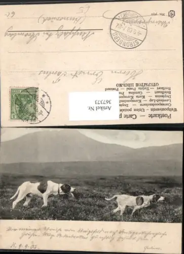 367373,Tiere 2 Hunde Jagdhunde Französischer Vorstehhund