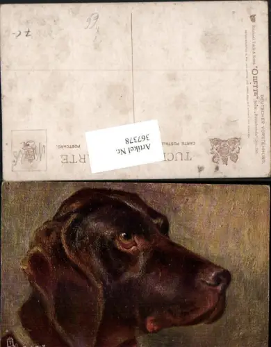 367378,Künstler AK Deutscher Vorstehhund Tier Hund Kopf pub Raphael Tuck e Sons 285