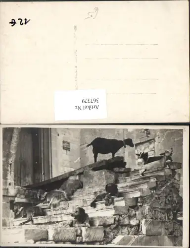 367379,Foto AK Tiere Hunde Terrier Ziegen
