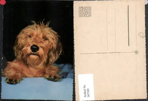 367385,Tier Hund Langhaar Terrier