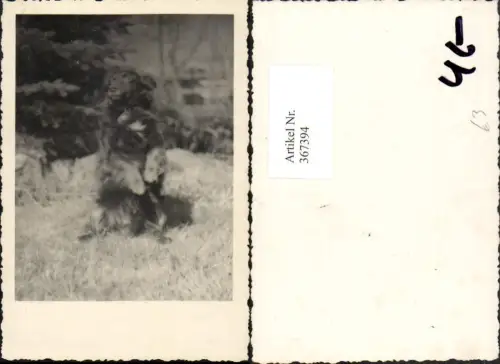 367394,Fotokarte Tier Hund Terrier