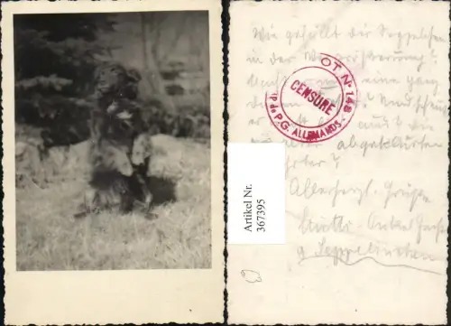 367395,Fotokarte Tier Hund Terrier