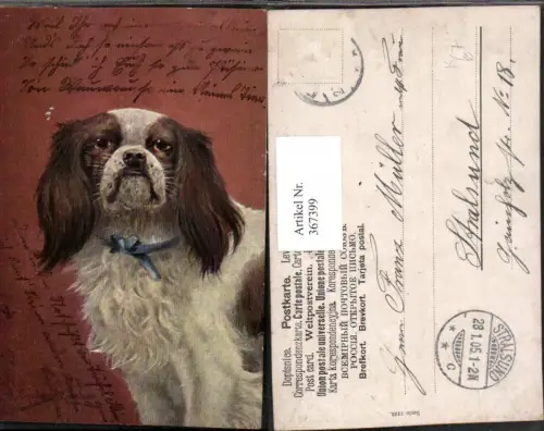 367399,Künstler AK A. Müller Tier Hund Pekingese