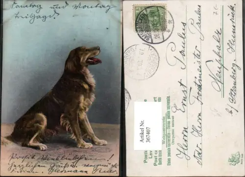 367407,Tier Hund Retriever