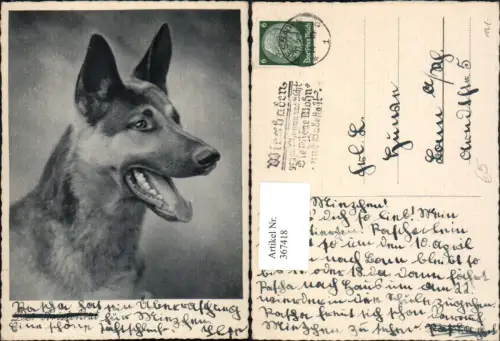 367418,Tier Hund Schäferhund Kopf
