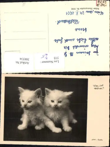 388534,Foto Ak Tiere Zwei Katzen Katzenkinder Wer ist schöner