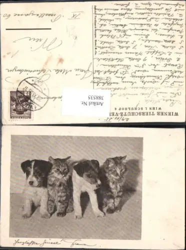 388535,Tiere Katzen Hunde Gruppenbild pub Wiener Tierschutzverein