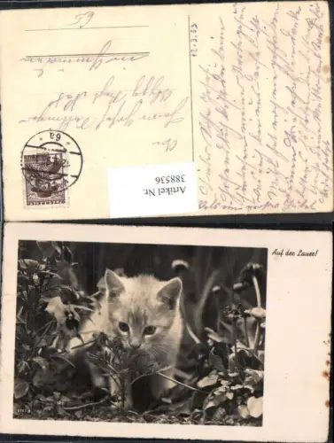 388536,Foto Ak Tiere Katze Katzenkind Blumen Auf der Lauer
