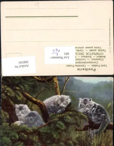 388541,Künstler Ak Tiere Drei Katzen sitzen auf Baum