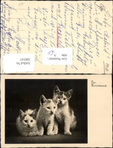 388543,Foto Ak Tiere Drei Temperamente Katzen