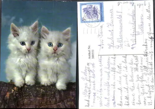 388551,Tiere Katzen Katzenkinder Weiß m. Blauen Augen