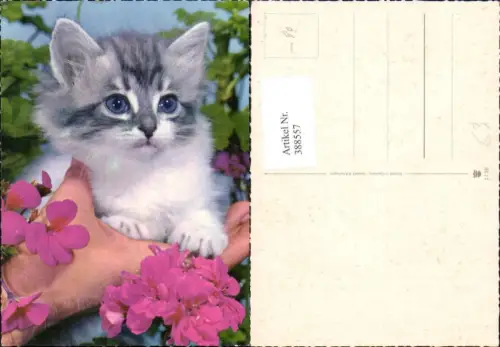 388557,Tiere Katze Katzenkind auf Hand sitzend Blumen Blüten
