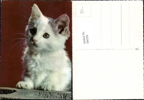 388558,Tiere Katze Katzenkind