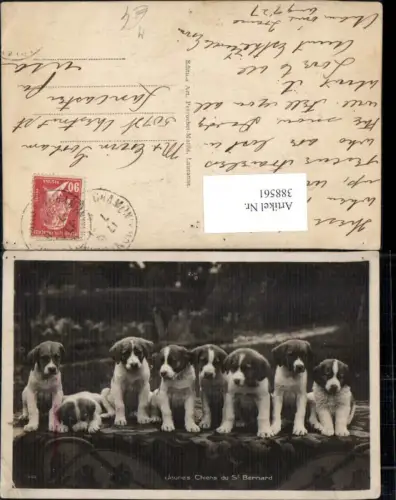 388561,Tiere Hund Hunde Jeunes Chiens du St Bernard Bernhardiner Welpen