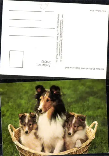 388563,Tiere Hund Hunde Shetland-Collie m. zwei Welpen im Korb