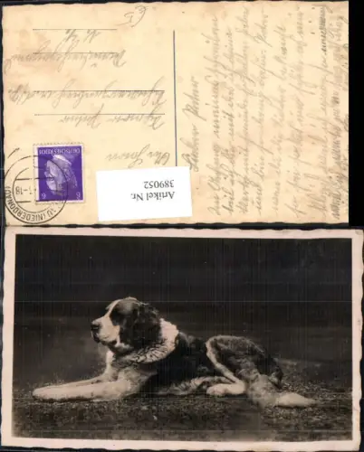 389052,Foto Ak Tiere Hund Bernhardiner