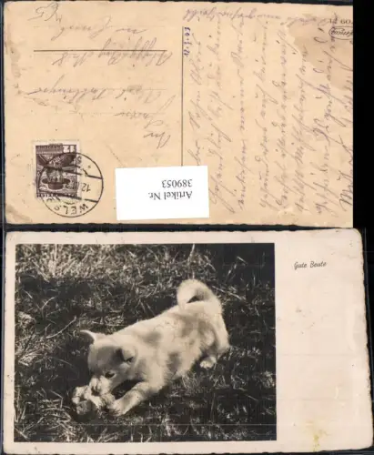389053,Tiere Hund Welpe Gute Beute
