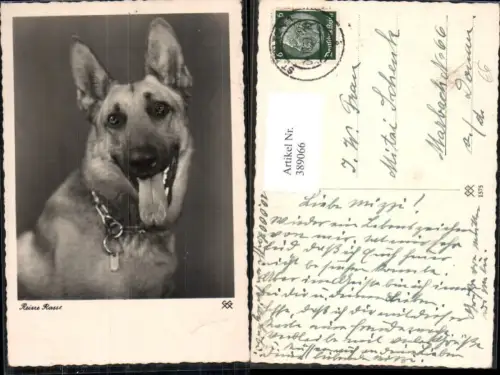 389066,Tiere Hund Schäferhund Reine Rasse