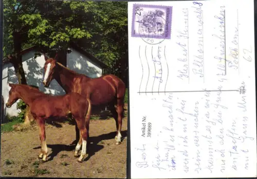 389089,Tiere Pferd Pferde Fohlen