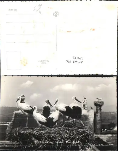 389112,Foto Ak Tiere Storch Störche der Freistadt Rust
