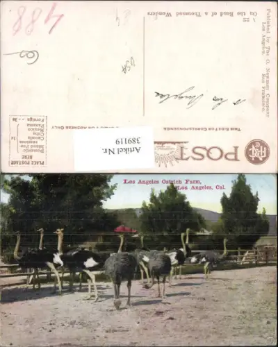389119,Tiere Los Angeles Ostrich Farm Strauß Vogel