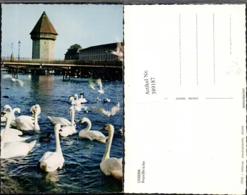 389187,Tiere Schwäne Schwan Luzern Kapellbrücke Brücke