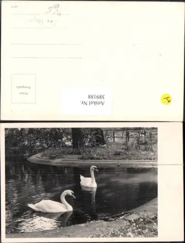 389188,Foto Ak Tiere Schwäne Schwan Zoo Tierpark