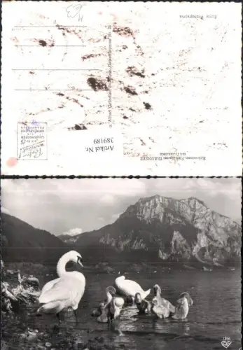 389189,Foto Ak Tiere Schwäne Schwan Traunsee m. Traunstein