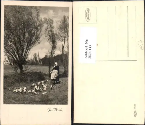 389210,Foto Ak Tiere Vögel Vogel Frau Zur Weide