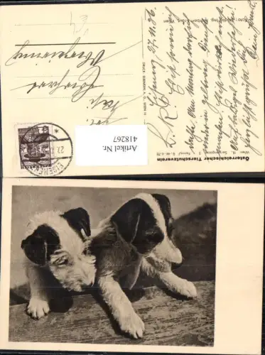 418267,2 Hunde pub Österreichischer Tierschutzverein
