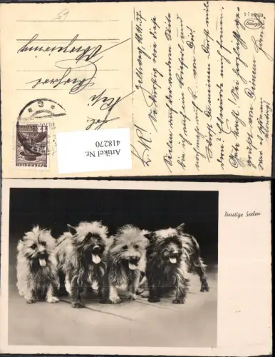 418270,Foto Ak Durstige Seelen Hund Hunde