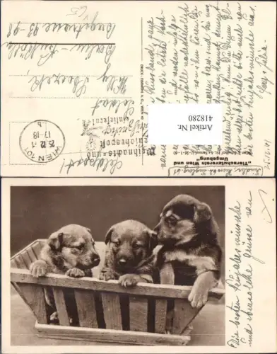 418280,Süße Welpen i. Holzkorb Hund Hunde pub Österreichischer Tierschutzverein