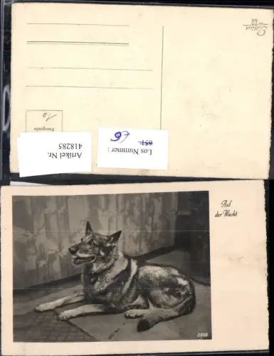 418285,Foto Ak Auf der Wacht Schäferhund Hund
