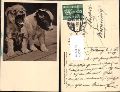 418293,Zwei Welpen Hund Hunde pub Österreichischer Tierschutzverein
