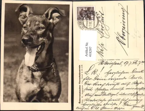 418297,Hund pub Österreichischer Tierschutzverein