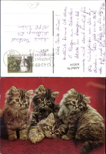 418314,Vier Katzenkinder Katzen