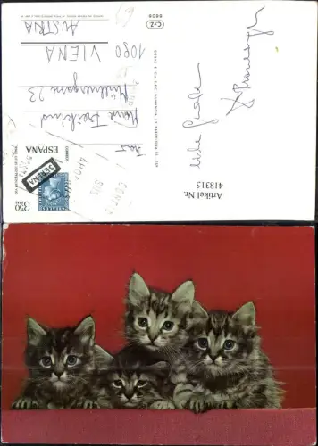 418315,Vier Katzenkinder Katzen
