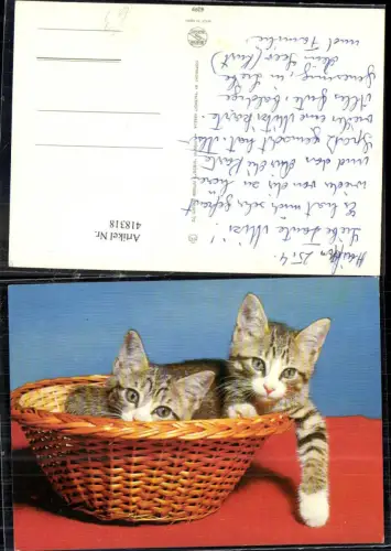 418318,Zwei Katzen Katzenkinder in Korb sitzend