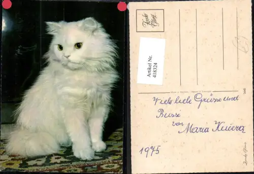 418324,Weiße Katze auf Teppich sitzend