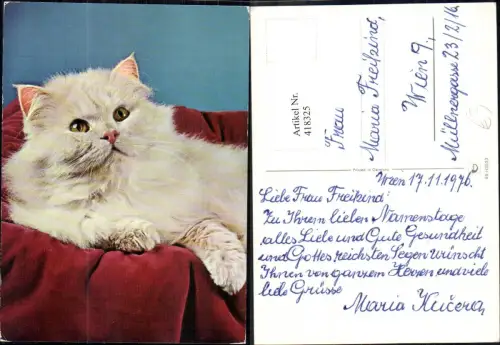 418325,Weiße Katze Katzen