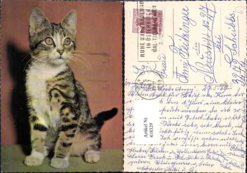 418329,Katze Kätzchen sitzend