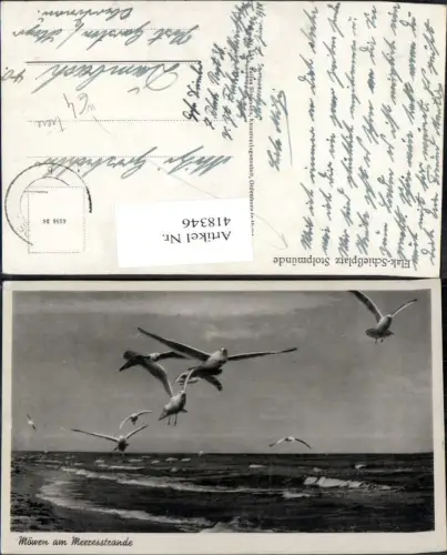 418346,Möwen am Meeresstrand Flak-Schießplatz Stolpmünde Vogel Vögel
