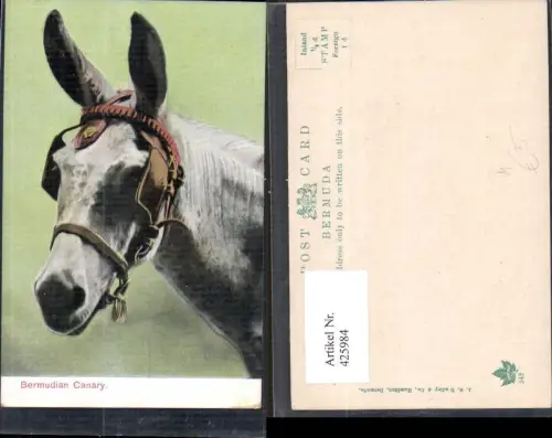 425984,Bermudian Canary Pferd Halfter